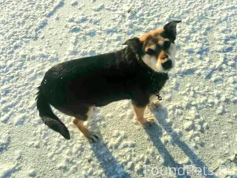 Пропала собака кто видел нашел...