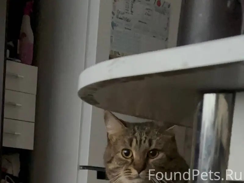 Пропал кот!!! Район Панфилова(...