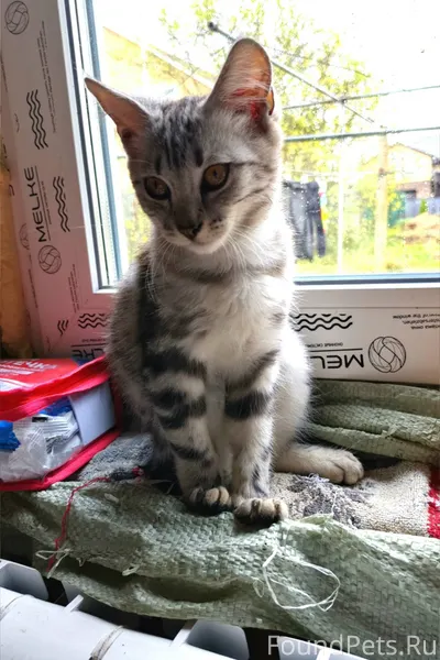 Пропал котёнок Барсик на улице...