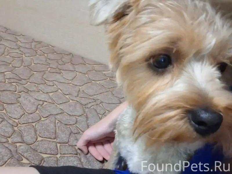 ПРОПАЛА СОБАКА вышел в 21:00ч....