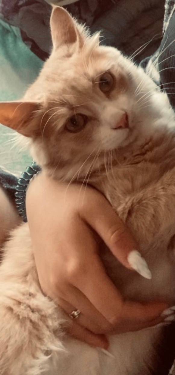 Пропал кот в в районе улицы...