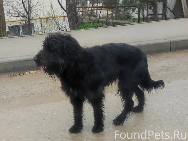 ЧЬЯ СОБАКА? район ВЕРХНЕСАДОВО...