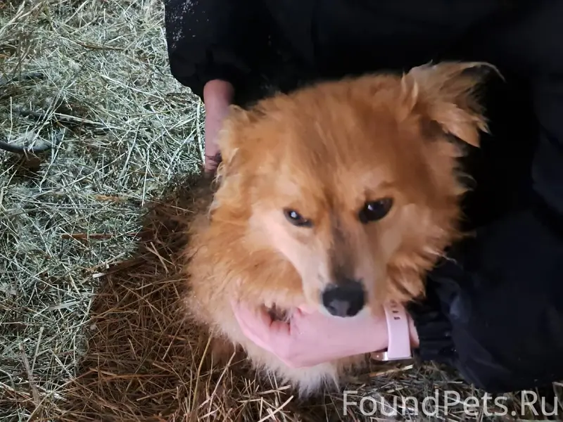 Найдена собака. Бегала по доро...