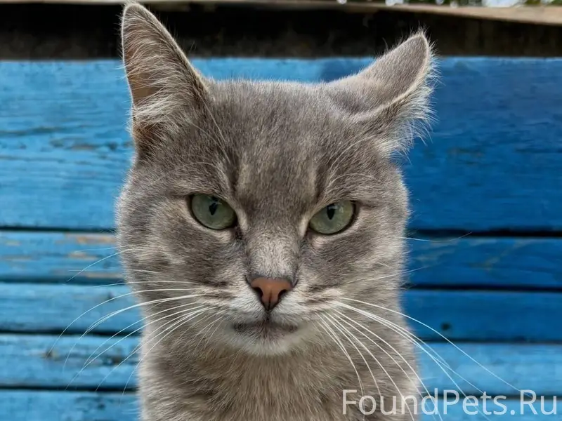 ‼️Пропал кот‼️ Район порта, ме...