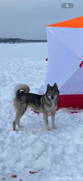 Потерялась собака! Вчера ориен...