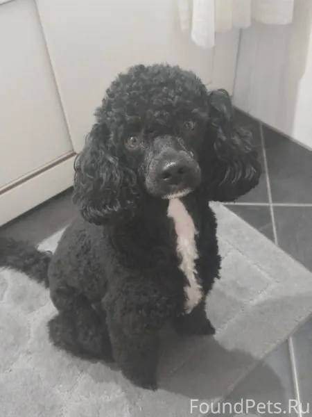 Потерялась собака, пудель, кли...