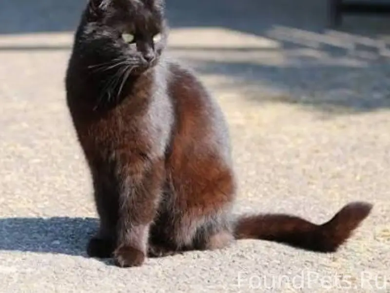 У нас пропала кошка. С 27...