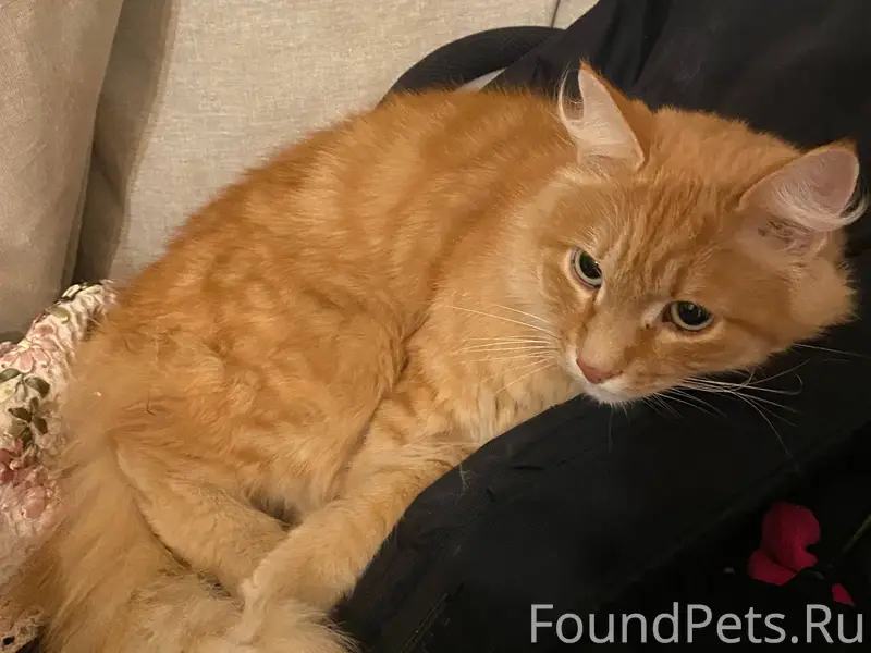 Найден кот. Был весь в льдышка...