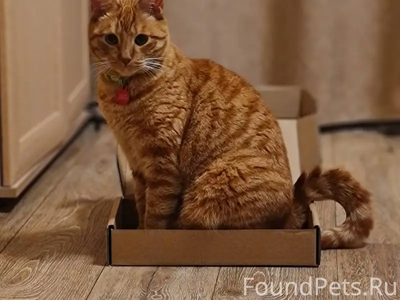 В Малом Исаково пропал рыжий к...