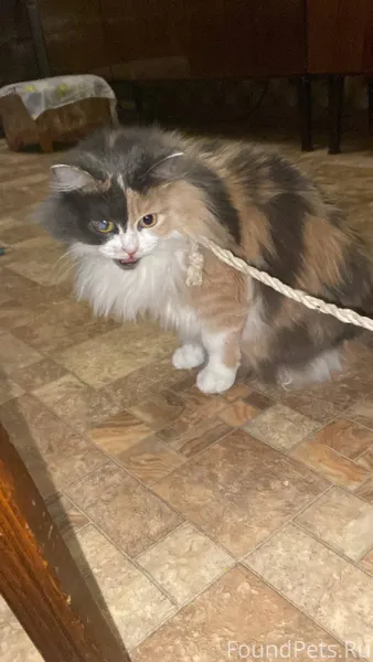 ‼️‼️‼️🏠❤️🙏Помогите найти дом к...