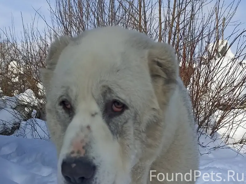 Чей ребёнок потерялся? Щенок А...