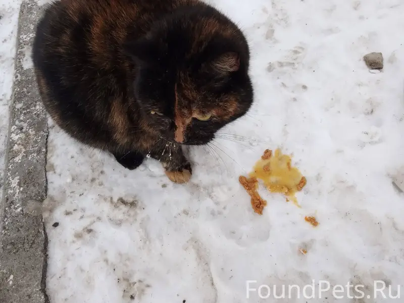 Кто потерял кошку? 😿 Ухоженная...