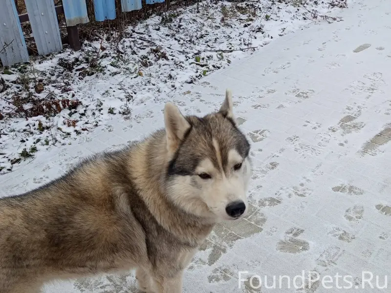 Пропала собака. Зовут Лордик, ...