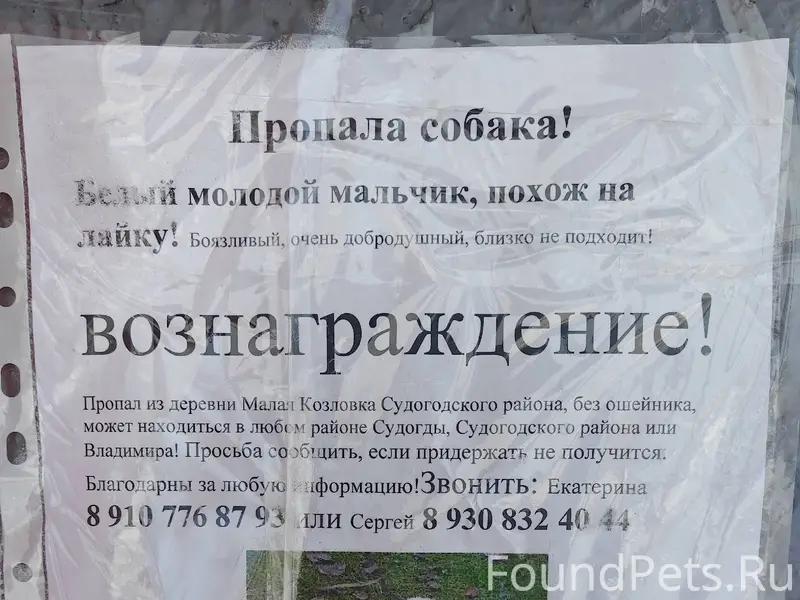 Пропала собака. Похож на лайку...