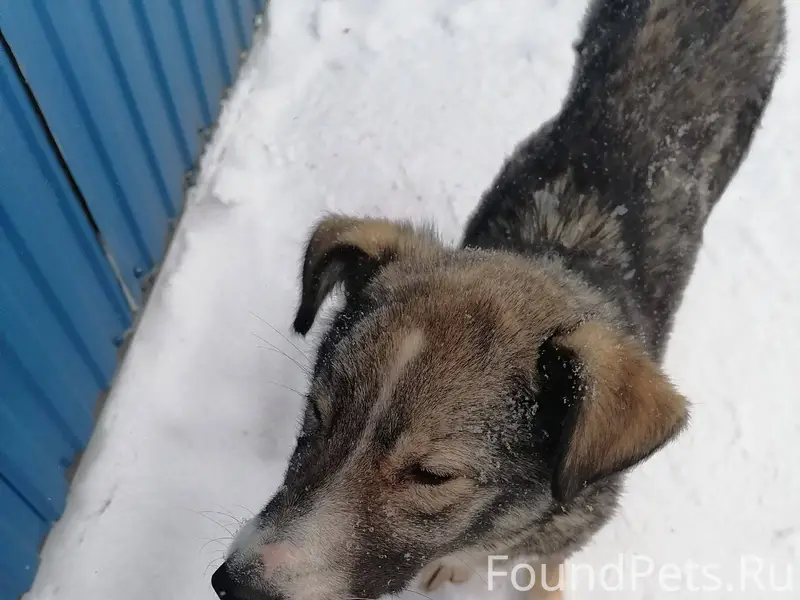 Потерялась собака, девочка сел...