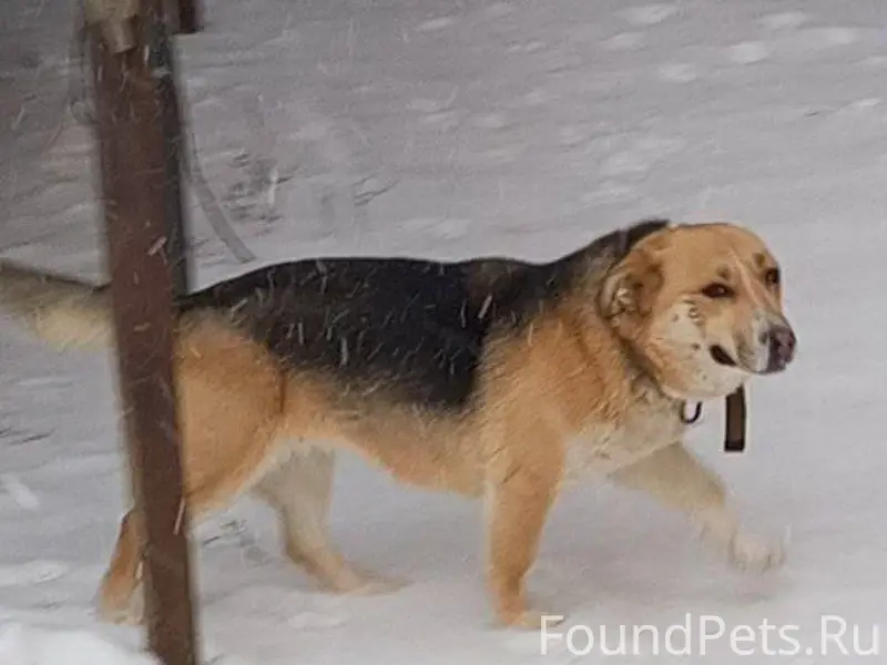 Дорогие бузулучане! Просим вас...