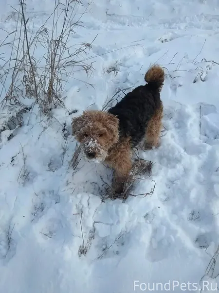 Добрый день, убежала собака, к...