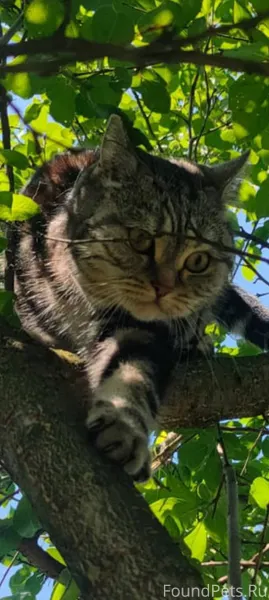 Пропала кошка, дер. Коржавино.