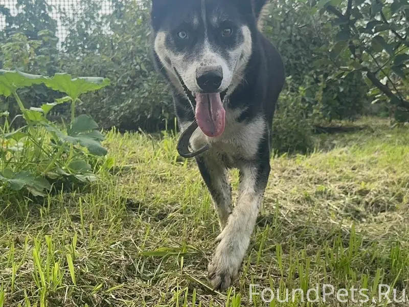Потерялась собака 07.02.2026 в...