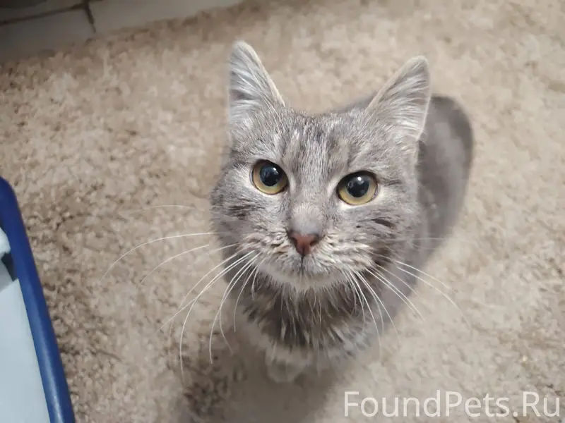 Найдена кошка, ул Радищева, ул...