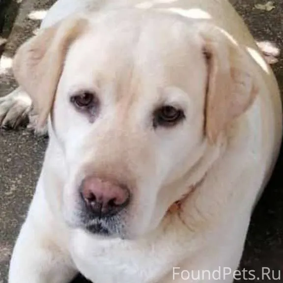 Пропала собака лабрадор!!!!Пос...