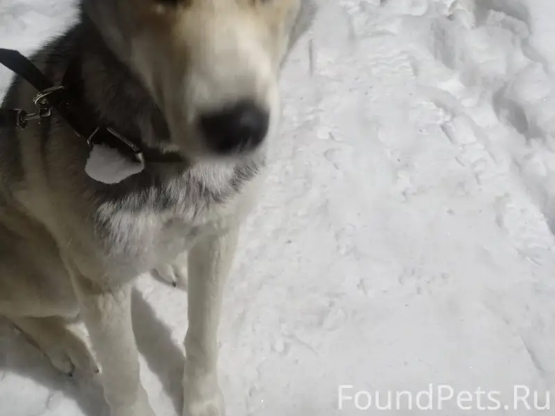 Дорогие друзья , нашли молодог...