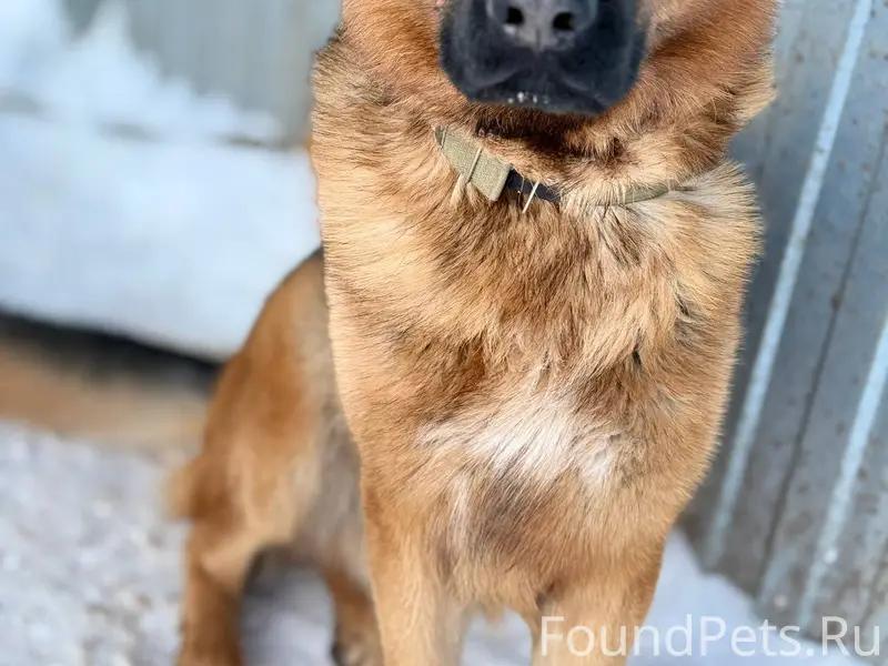 Пропала собака ,немецкая овчар...