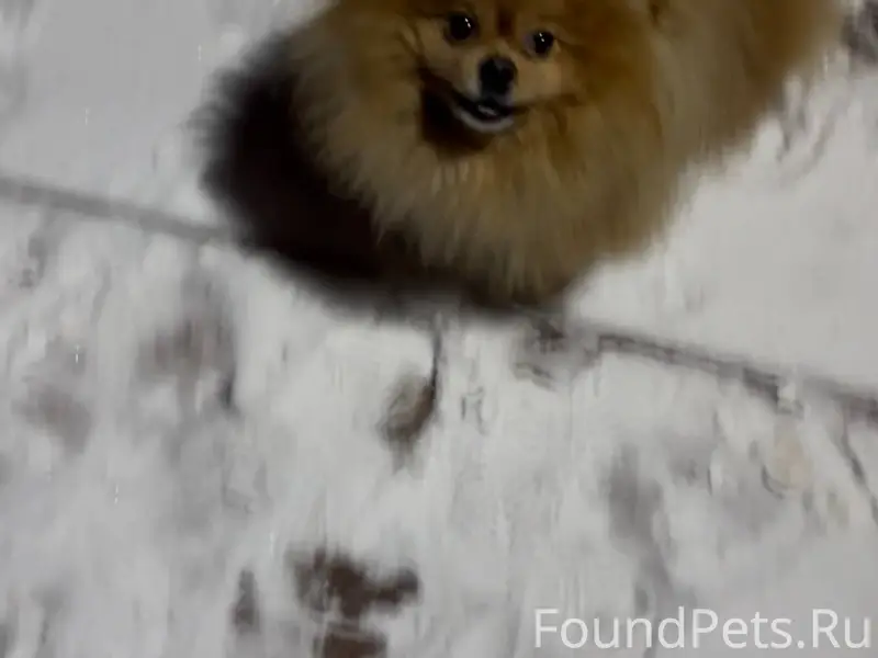 Помогите найти! Пропала собака...