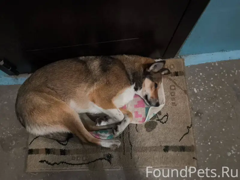 ⚡❗Чья потеряшка?❗⚡ Найдена соб...