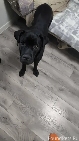 Убежала Кане-корсо, сорвалась ...