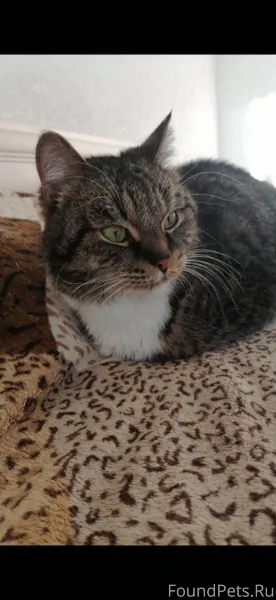 Найдена кошка (кот) в подъезде...