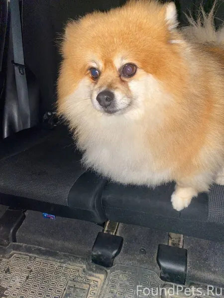 Потерялась собака,породы Помер...