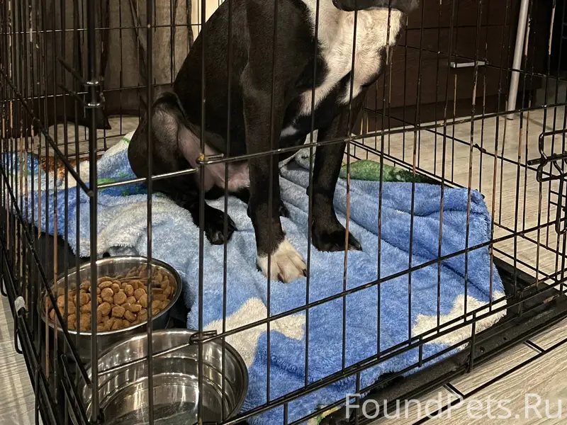 НАЙДЕНА СОБАКА !!! ЦЕНТР!!! Ме...