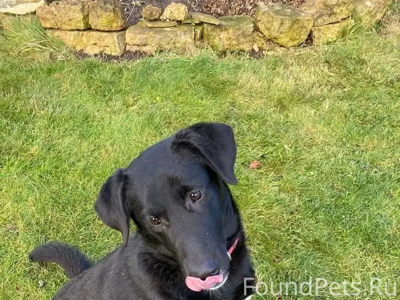 СРОЧНО НУЖНА ЛЮБЯЩАЯ СЕМЬЯ КОТ...