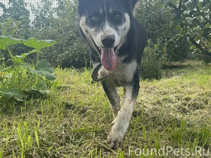 Потерялась собака 07.02.2026 в...