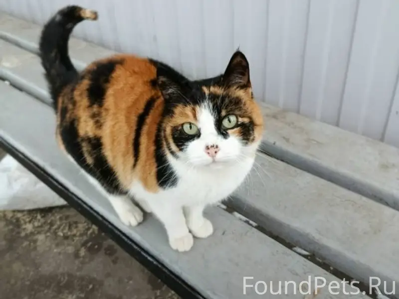 Пропала кошка с места обитания...