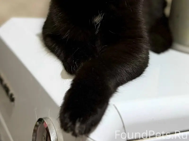 Здравствуйте. Пропал кот на ул...