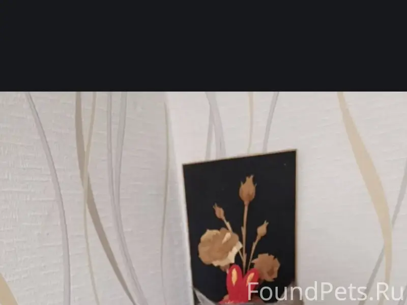 Найдена кошка , ул.Северная . ...