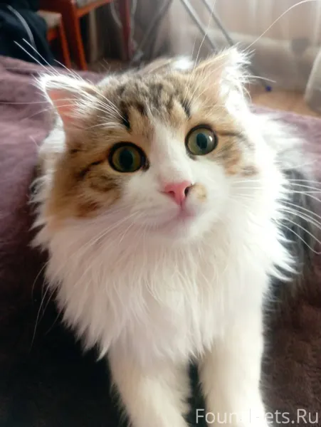 Пропал молодой кот, в районе у...