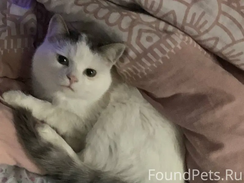 Пропал кот…Может быть кто-то в...