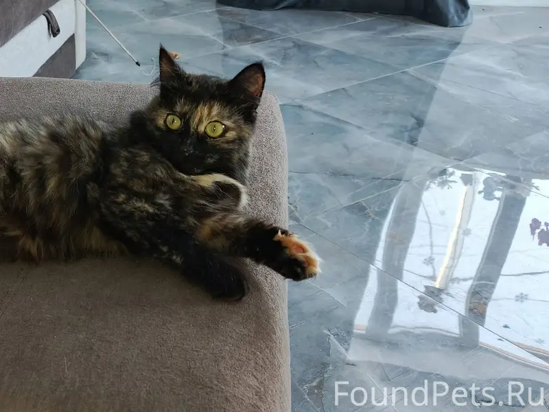 Пропала кошечка . в пятницу ут...