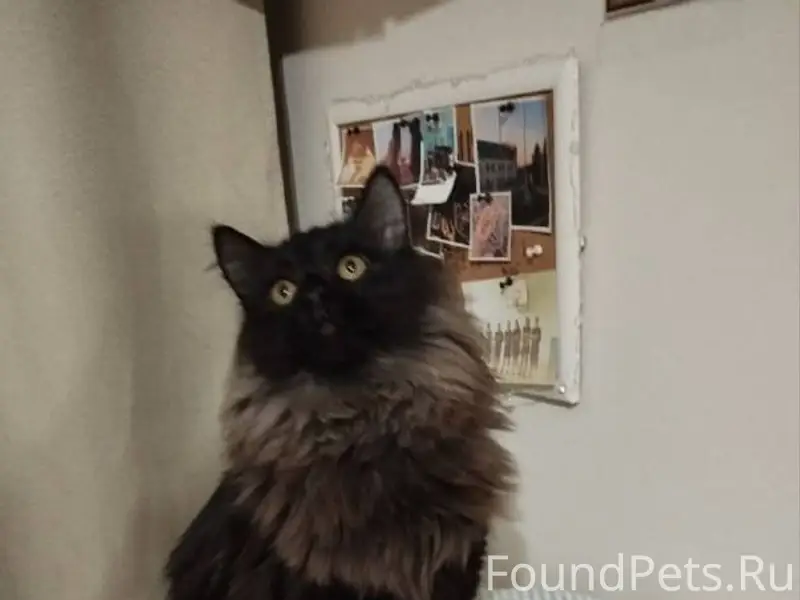 🆘 ПРОПАЛ КОТ! ПОМОГИТЕ ВЕРНУТЬ...