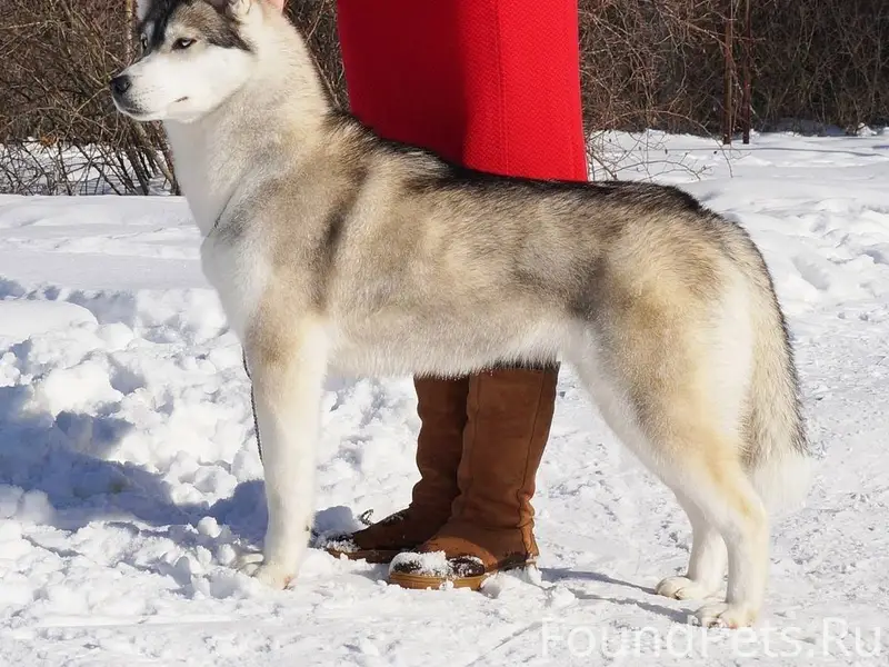 ❗СРОЧНО!!! ПРОПАЛА СОБАКА!!! П...