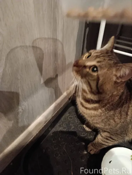 Найдена кошка: кот сегодня 08....