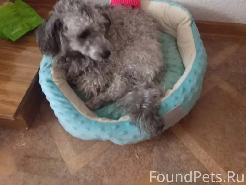 Пропала собака. Карликовый пуд...