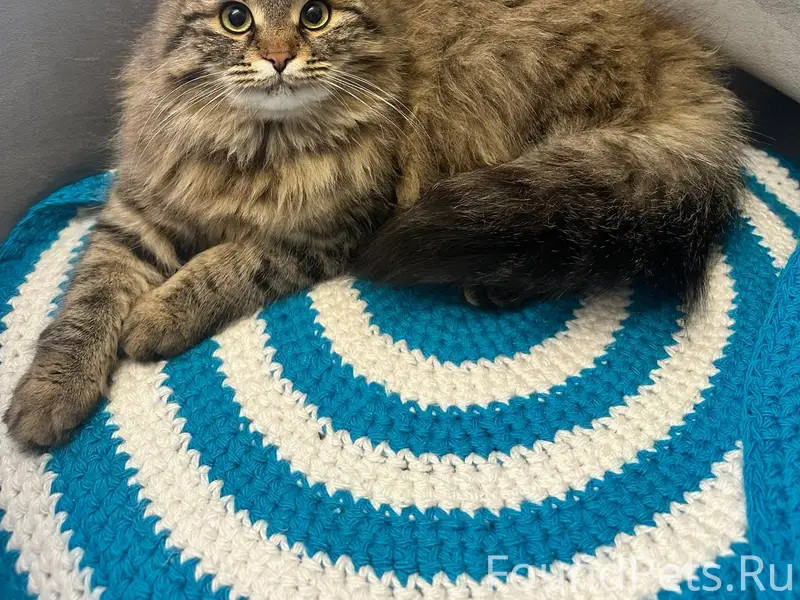 В районе 14 школы пропала коше...