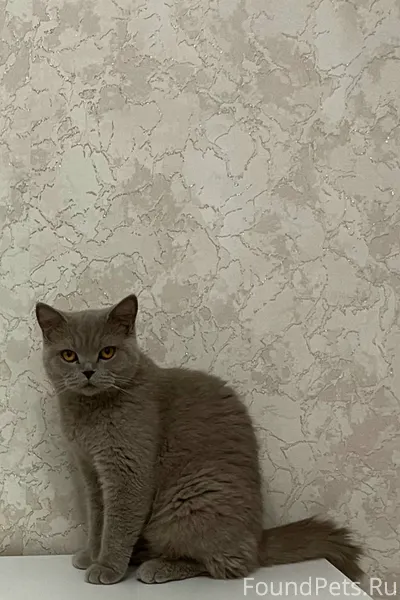 🚨Пропала британская кошка, лил...