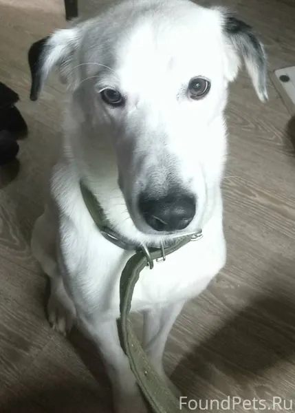 Убежал пёс в районе интерната ...