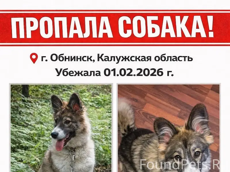 Потерялась собака. Убежала в р...