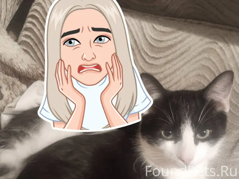 Пропал кот по кличке Зевс на.....